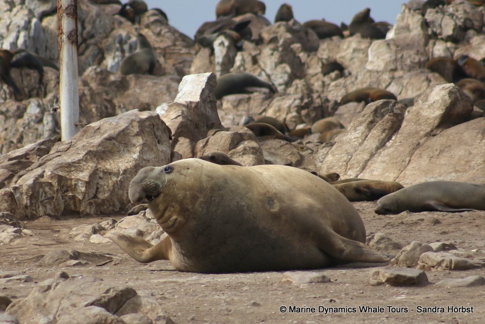 elephant seal, whale watching, gansbaai, south africa