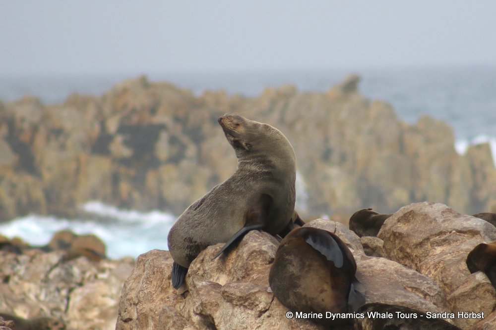 cape fur seal, whale watching, gansbaai, south africa