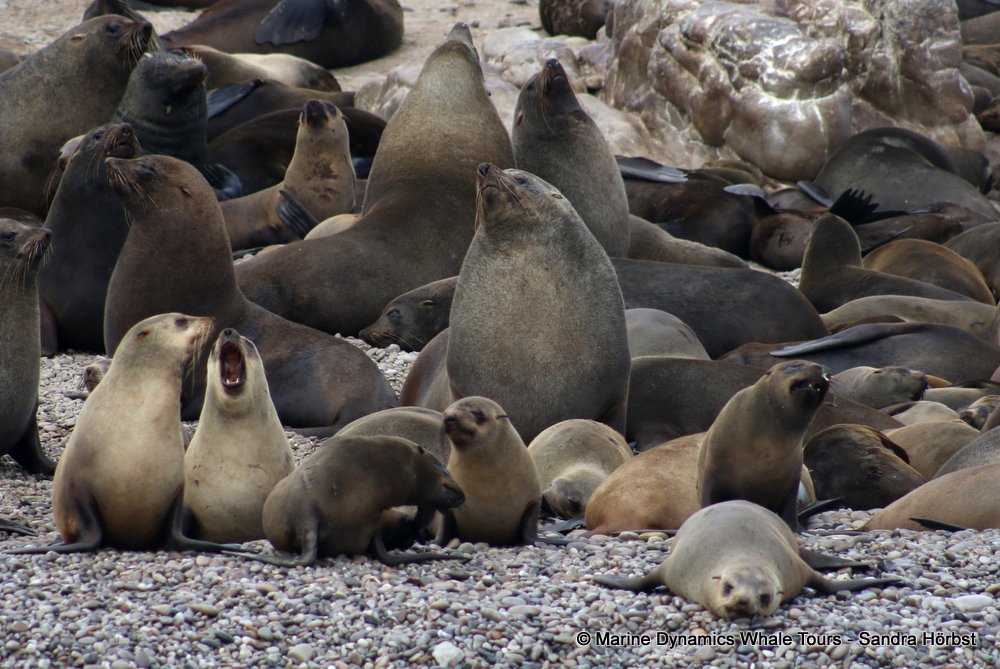 cape fur seal, whale watching, gansbaai, south africa