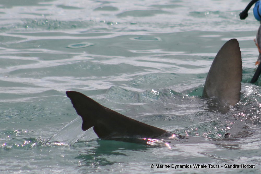 bronze whaler shark, whale watching, gansbaai, south africa,