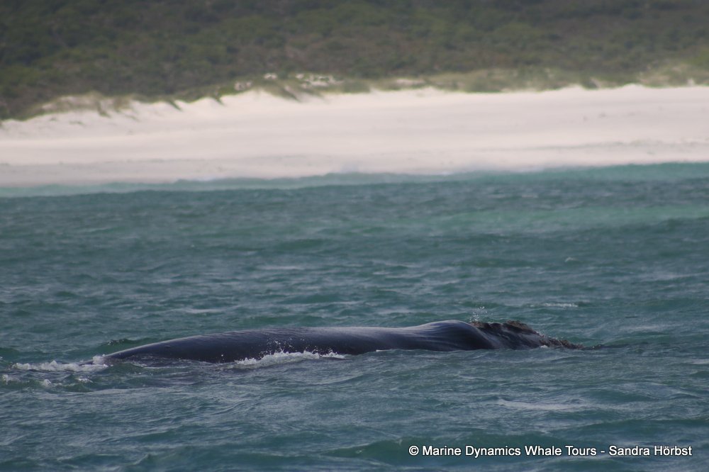 Southern right whale, whale watching, gansbaai, south africa,