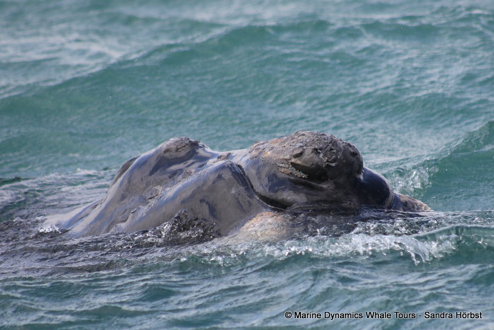 Southern right whale, whale watching, gansbaai, south africa,