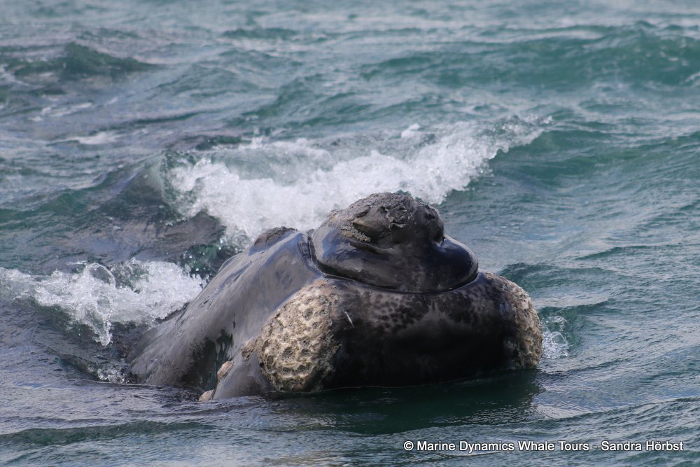 Southern right whale, whale watching, gansbaai, south africa,