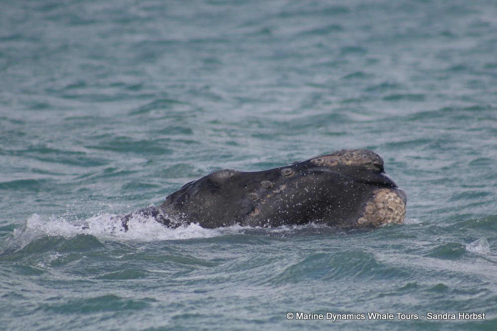 Southern right whale, whale watching, gansbaai, south africa,
