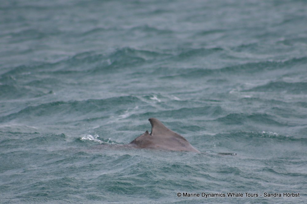 dolphin, whale watching, gansbaai, south africa,