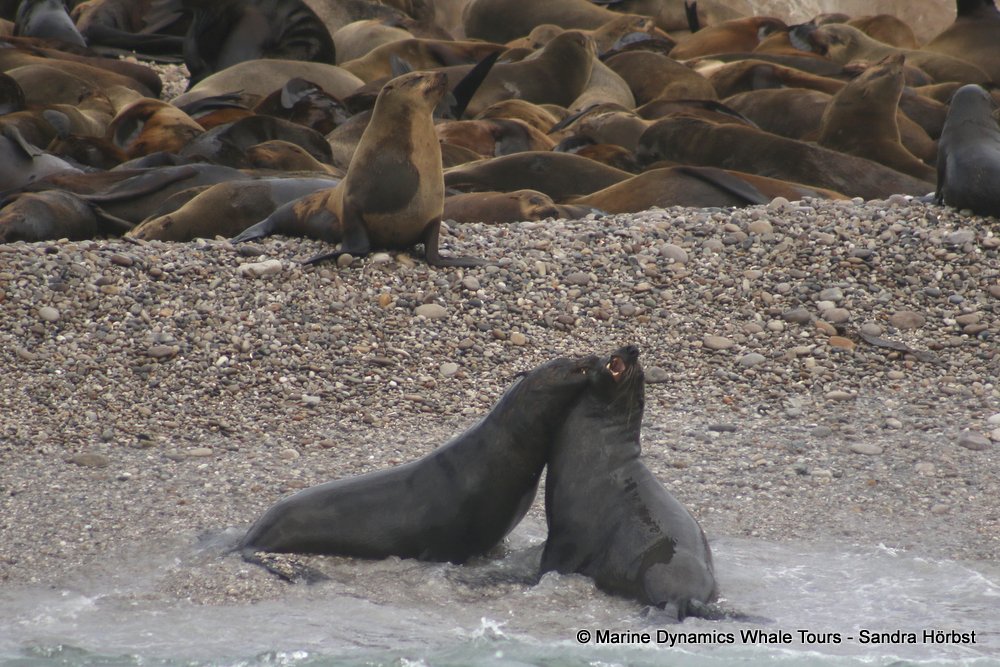 cape fur seal, whale watching, gansbaai, south africa
