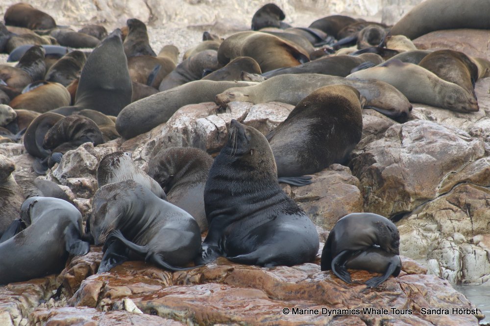 cape fur seal, whale watching, gansbaai, south africa