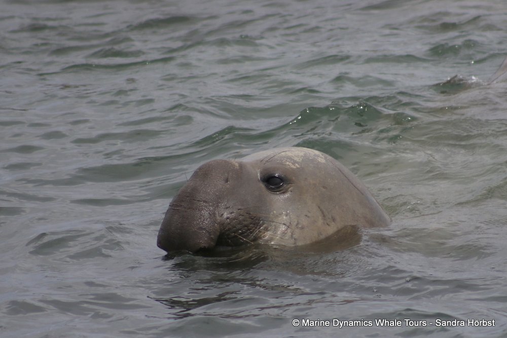 elephant seal, whale watching, gansbaai, south africa
