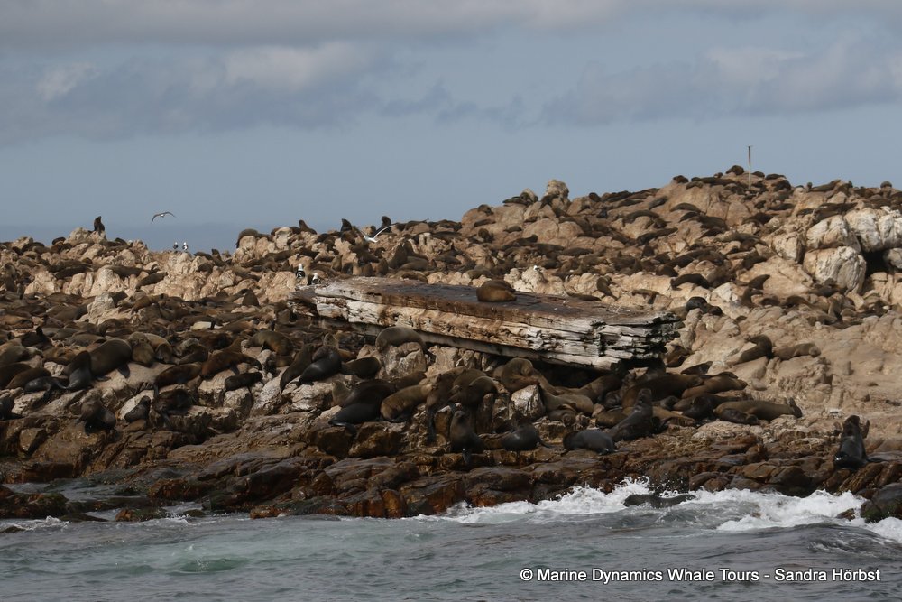 cape fur seal colony, whale watching, gansbaai, south africa,