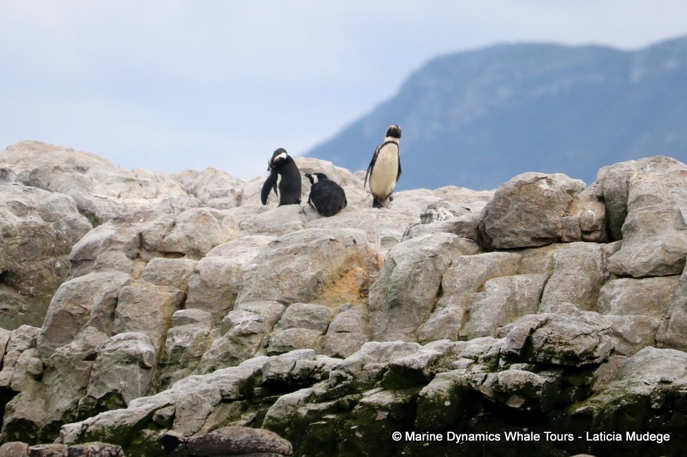 african penguin, whale watching, gansbaai, south africa