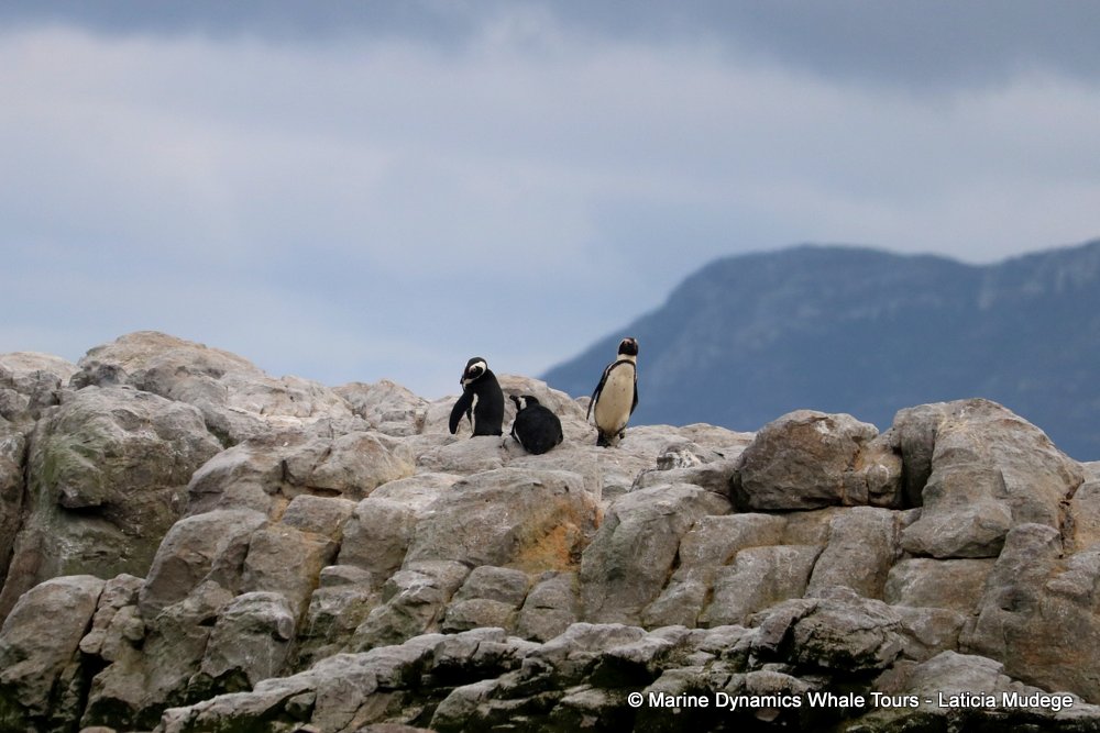 african penguin, whale watching, gansbaai, south africa