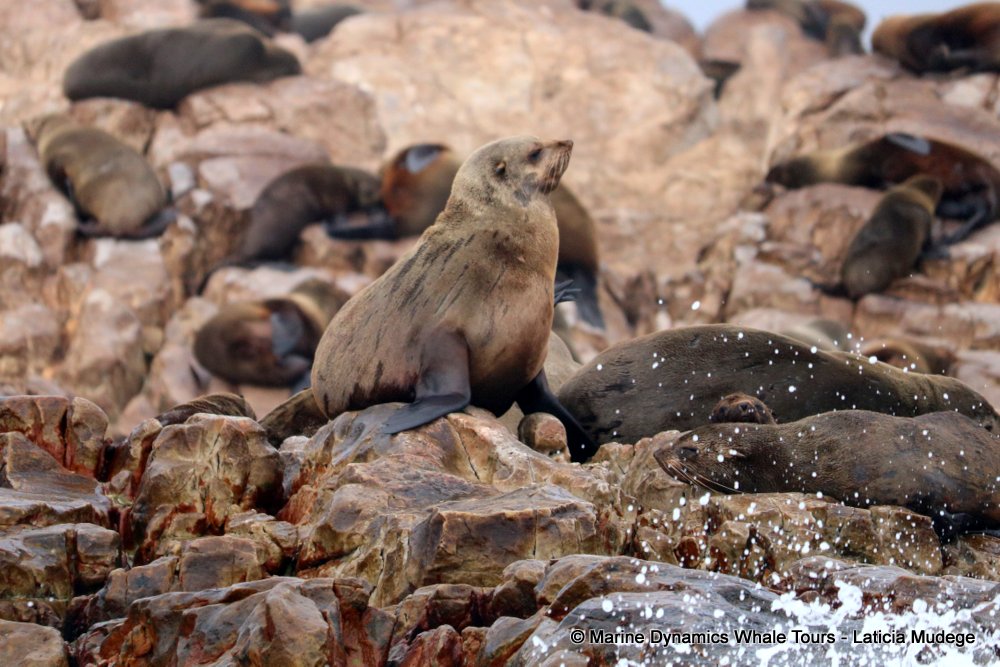 cape fur seal, whale watching, gansbaai, south africa