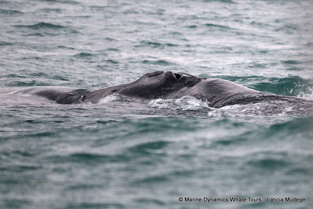 Southern right whale, whale watching, gansbaai, south africa,