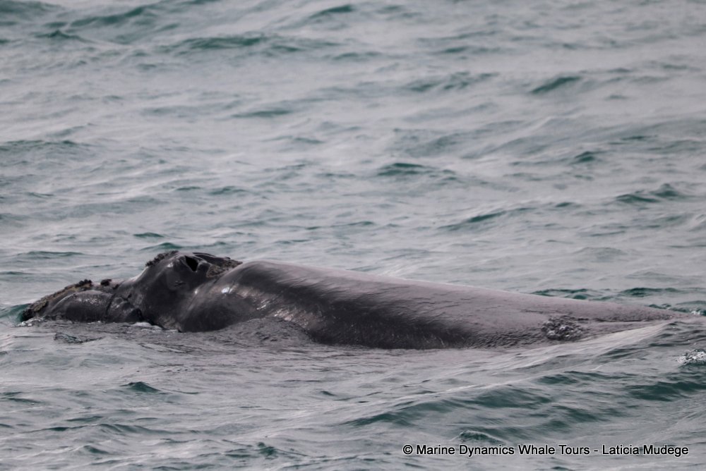 Southern right whale, whale watching, gansbaai, south africa,