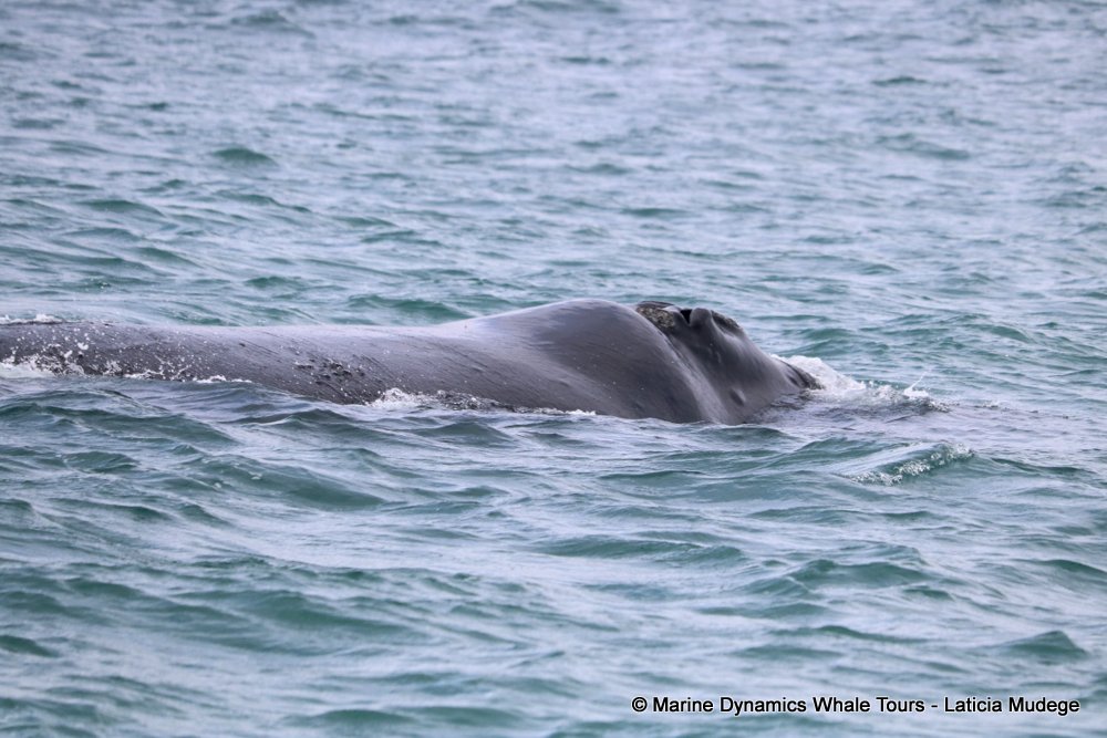 Southern right whale, whale watching, gansbaai, south africa,