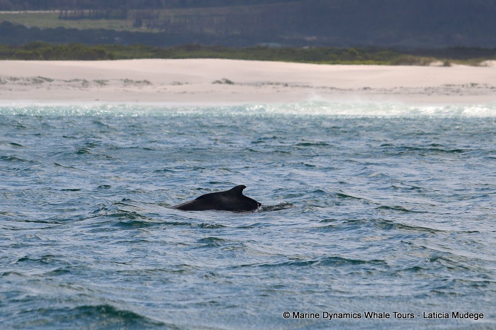 humpback dolphin, whale watching, gansbaai, south africa