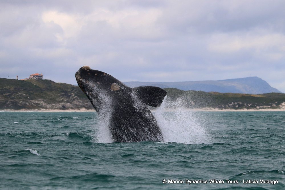 Southern right whale, whale watching, gansbaai, south africa,