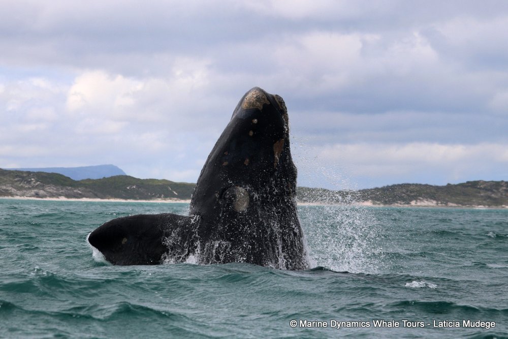Southern right whale, whale watching, gansbaai, south africa,