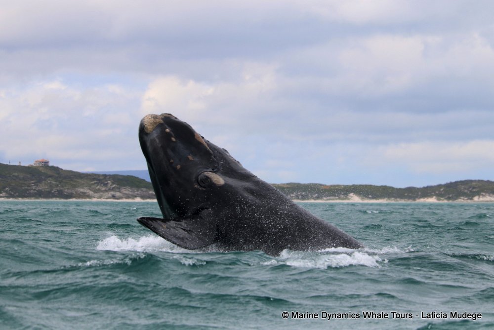 Southern right whale, whale watching, gansbaai, south africa,