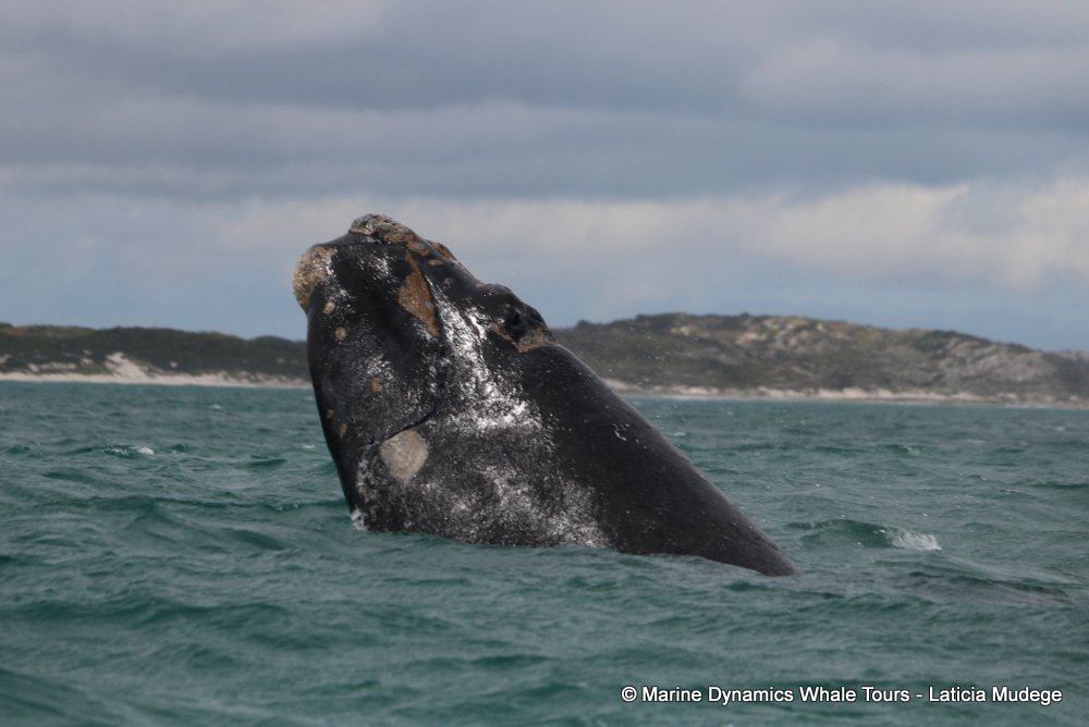 Southern right whale, whale watching, gansbaai, south africa,