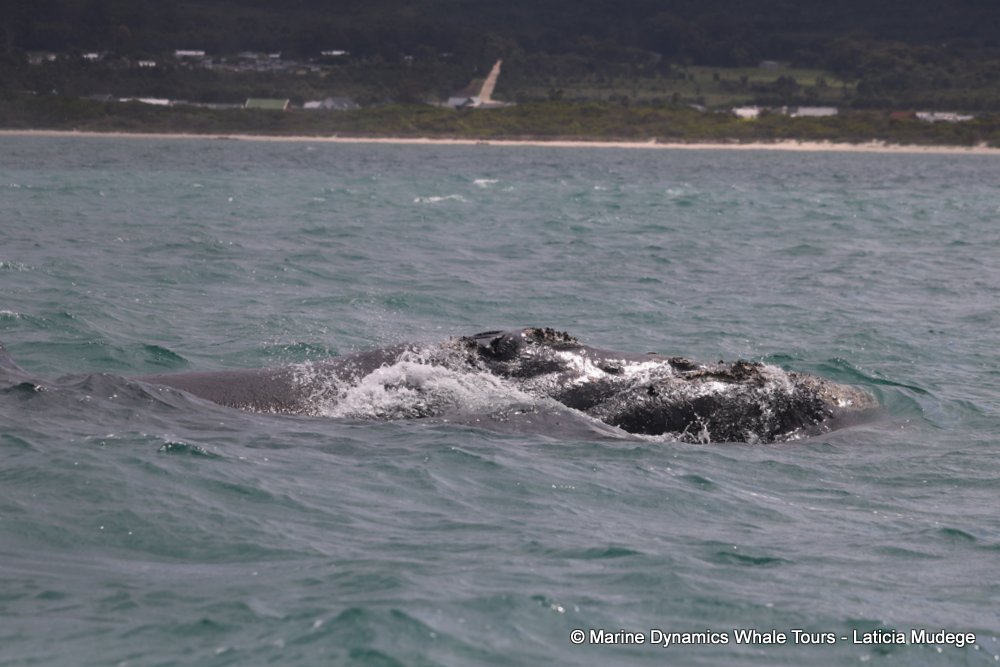 Southern right whale, whale watching, gansbaai, south africa,