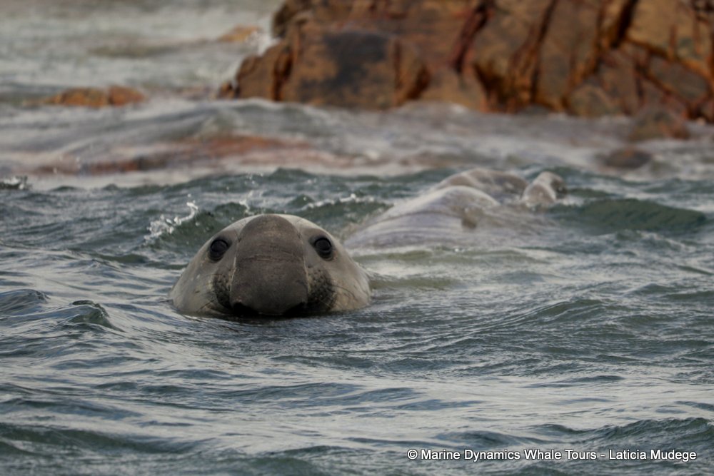 elephant seal, whale watching, gansbaai, south africa