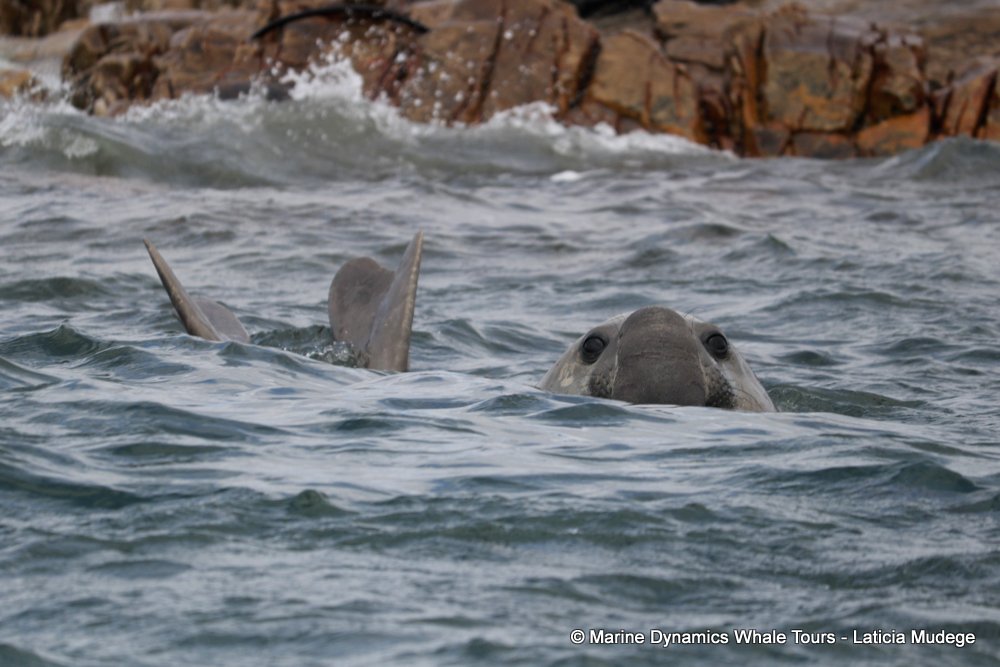 elephant seal, whale watching, gansbaai, south africa