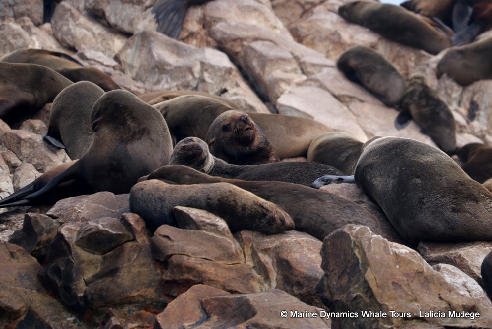 cape fur seal, whale watching, gansbaai, south africa