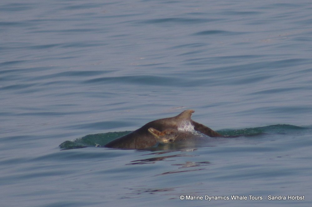 dolphin, whale watching, gansbaai, south africa,