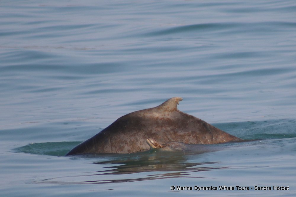 dolphin, whale watching, gansbaai, south africa,