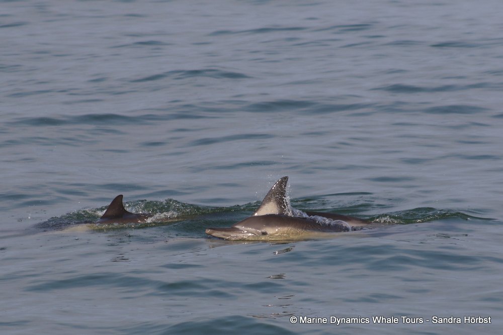dolphin, whale watching, gansbaai, south africa,