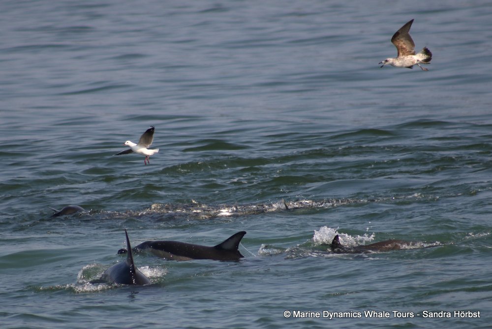 dolphin, whale watching, gansbaai, south africa,