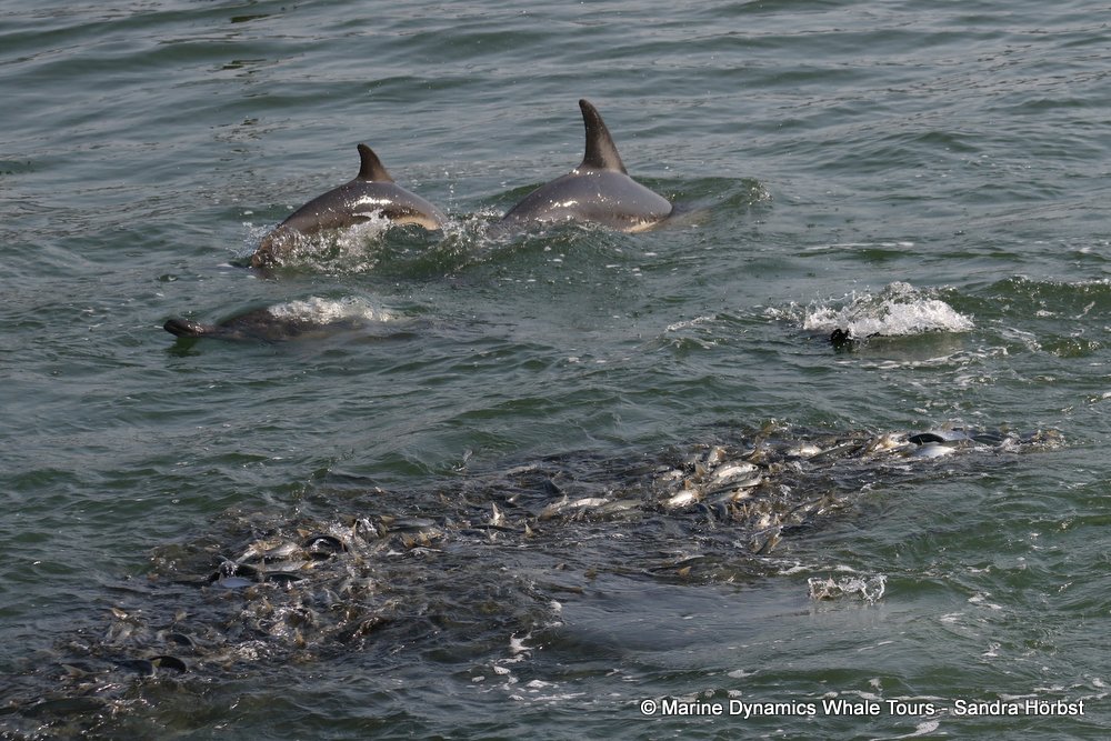 dolphin, whale watching, gansbaai, south africa,