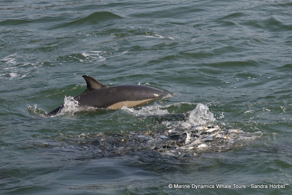 dolphin, whale watching, gansbaai, south africa,