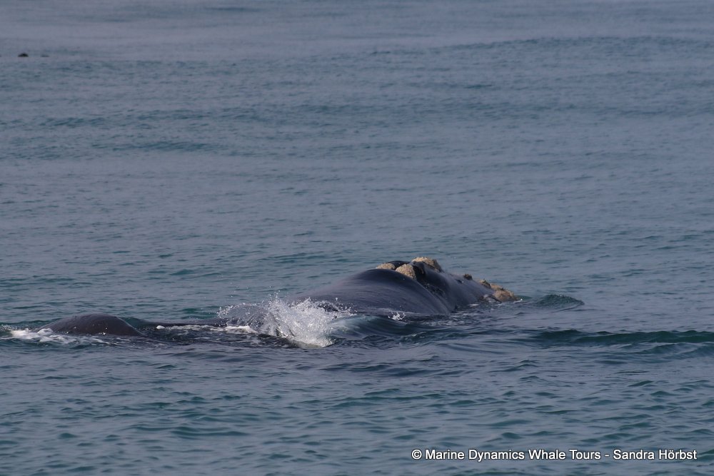 Southern right whale, whale watching, gansbaai, south africa,
