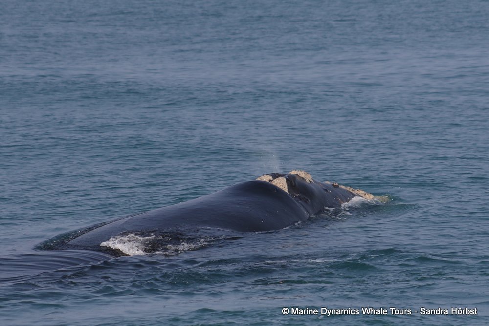 Southern right whale, whale watching, gansbaai, south africa,