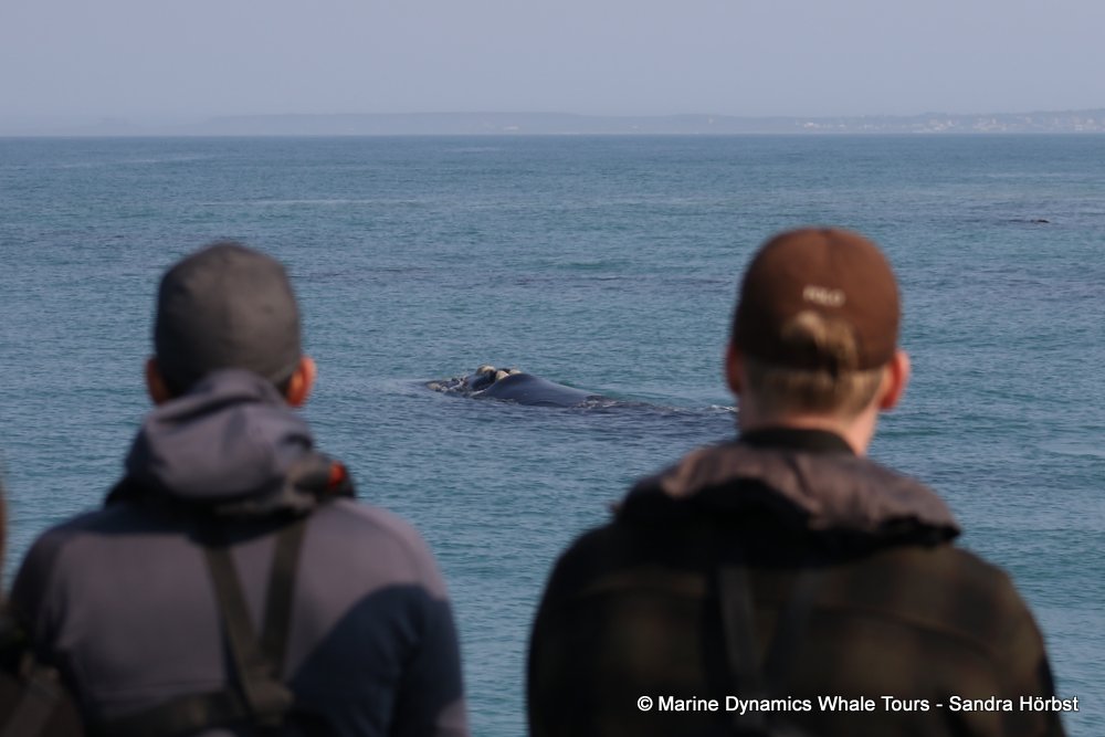 Southern right whale, whale watching, gansbaai, south africa,