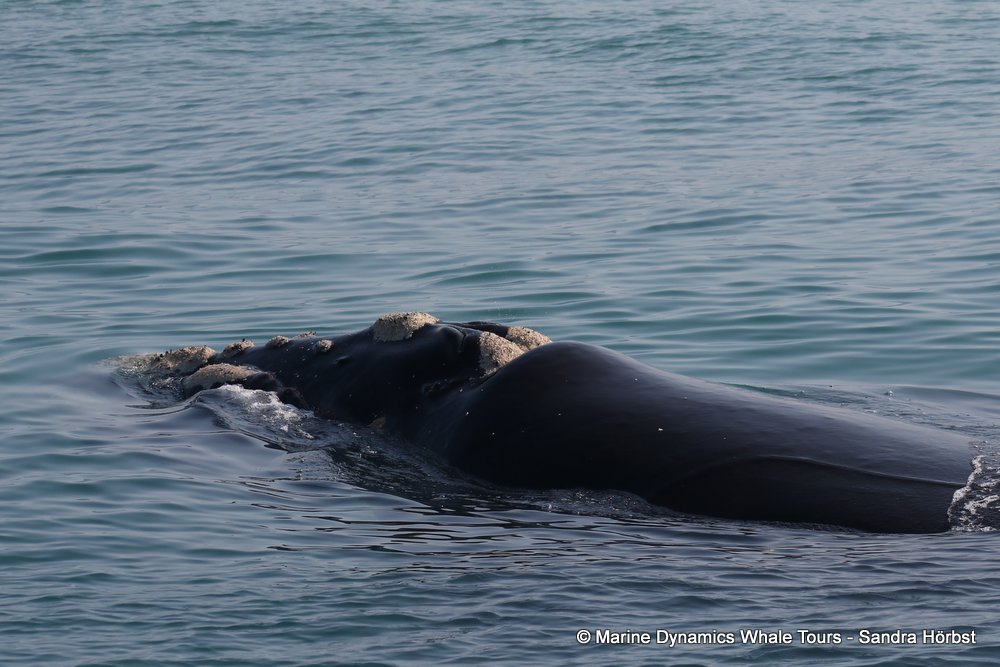 Southern right whale, whale watching, gansbaai, south africa,