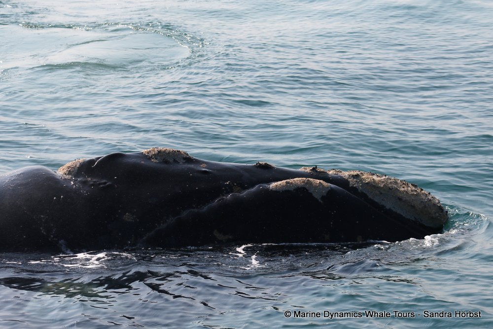 Southern right whale, whale watching, gansbaai, south africa,