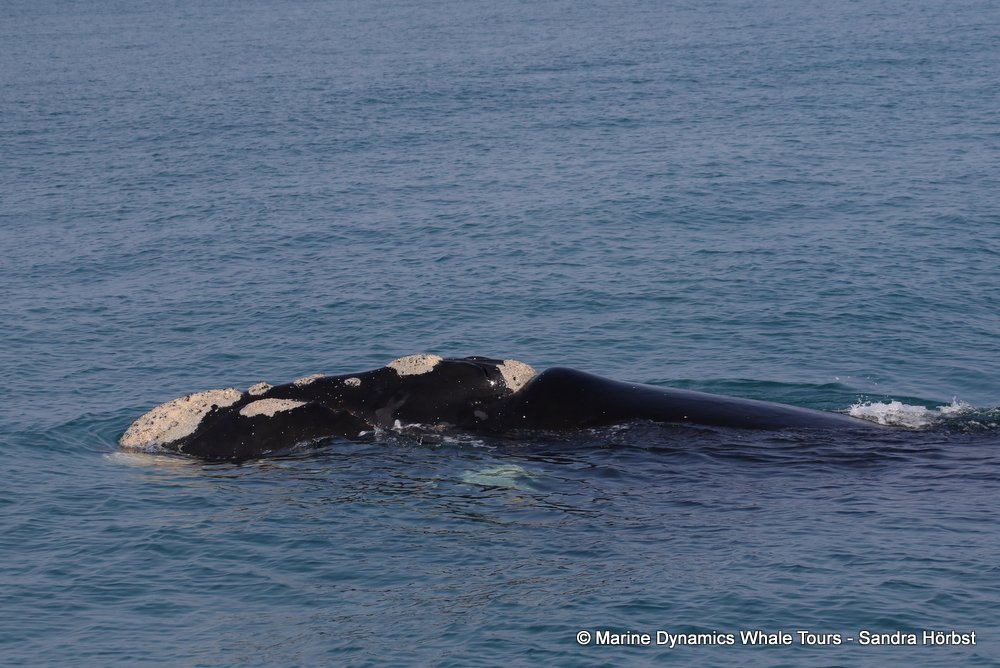 Southern right whale, whale watching, gansbaai, south africa,