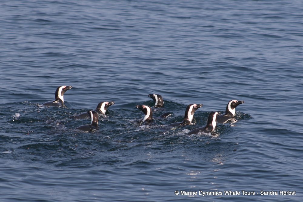 penguins, whale watching, gansbaai, south africa,