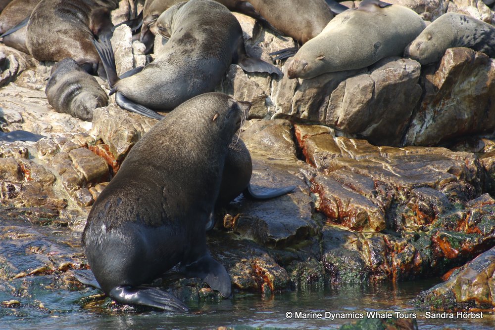 cape fur seal, whale watching, gansbaai, south africa