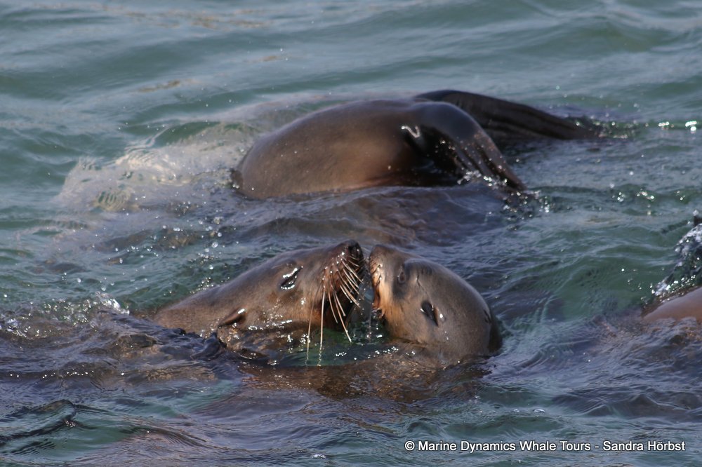 cape fur seal, whale watching, gansbaai, south africa