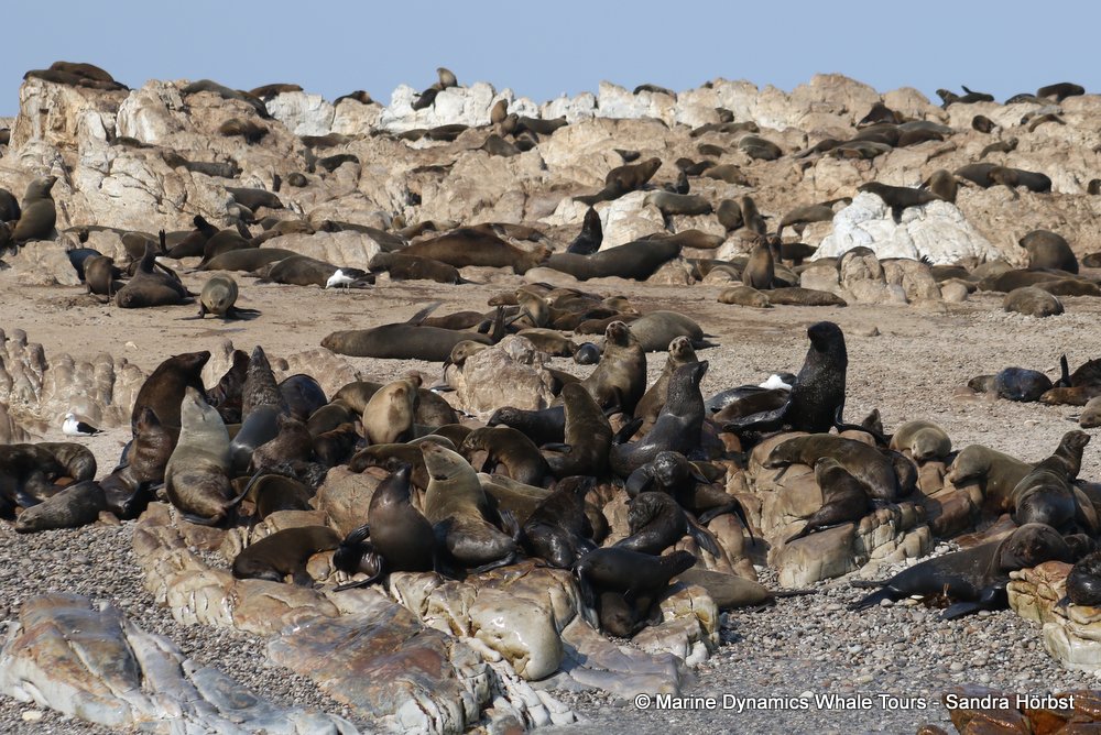 cape fur seal, whale watching, gansbaai, south africa
