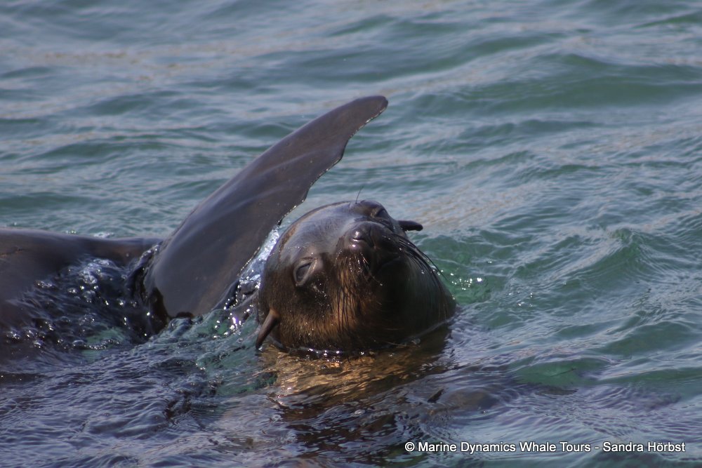 cape fur seal, whale watching, gansbaai, south africa
