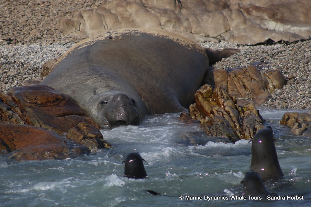 elephant seal, whale watching, gansbaai, south africa