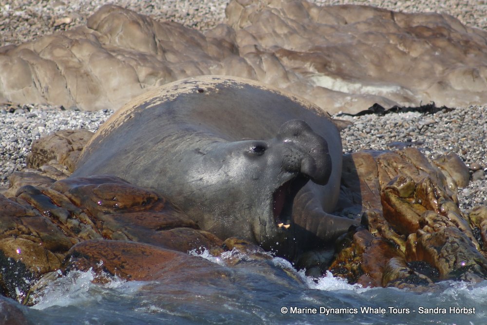 elephant seal, whale watching, gansbaai, south africa