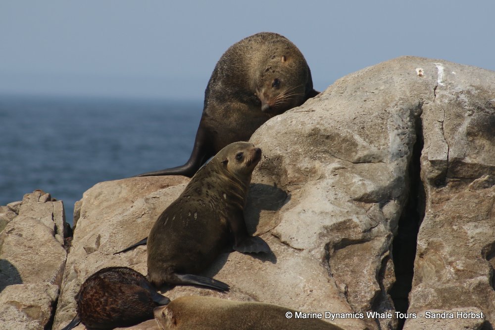 cape fur seal, whale watching, gansbaai, south africa