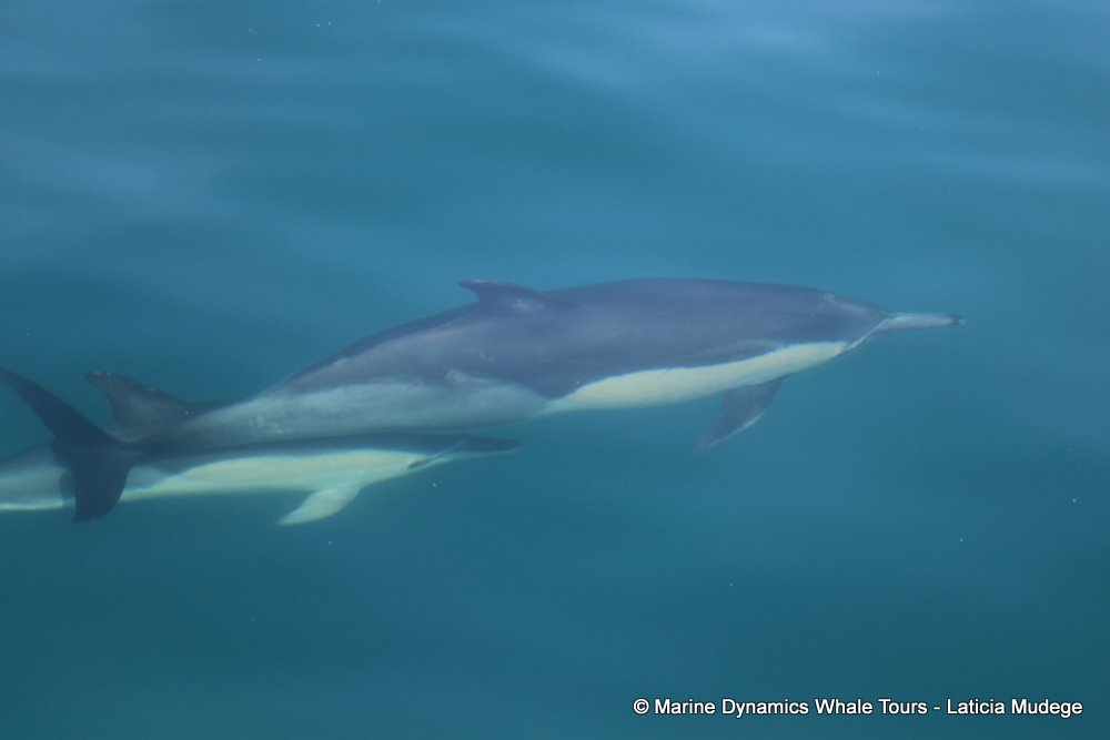 common dolphin, whale watching, gansbaai, south africa