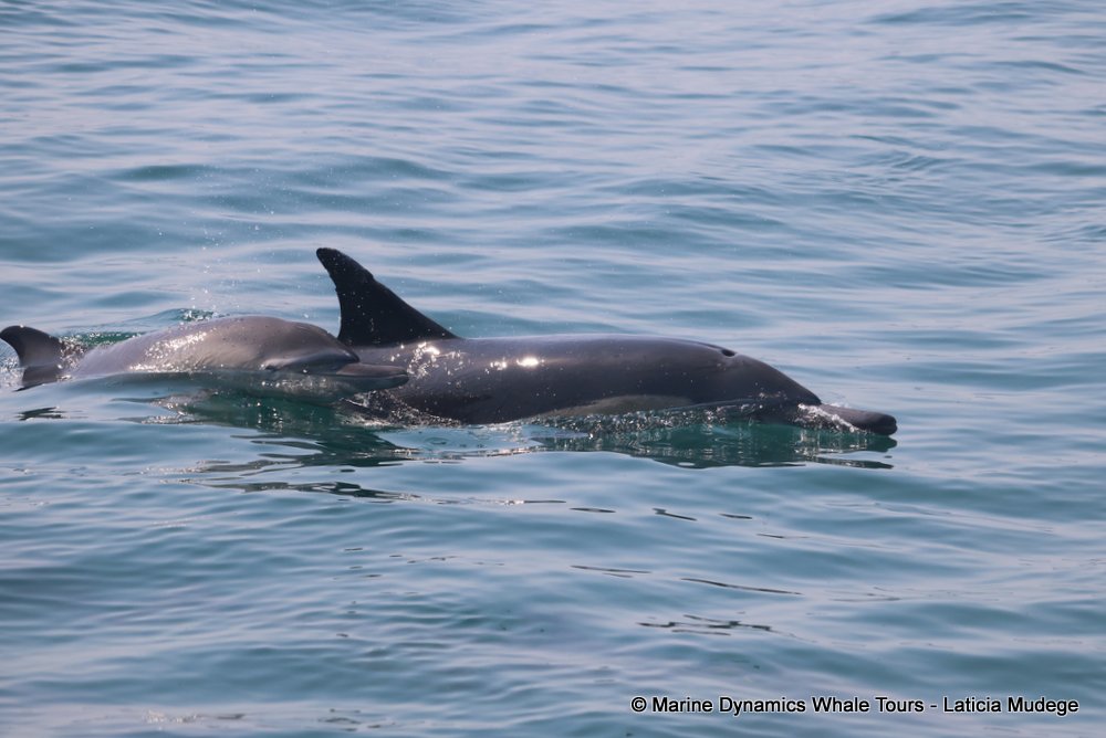 common dolphin, whale watching, gansbaai, south africa